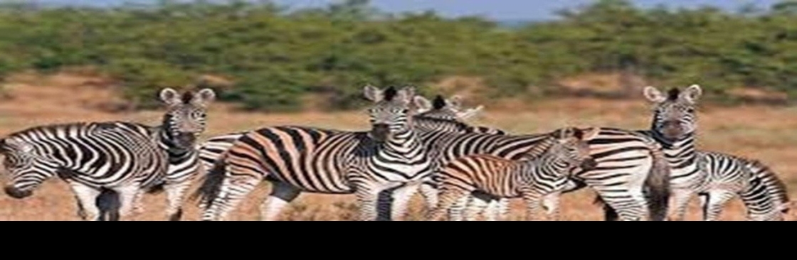 Kimgoni Tanzania Safaris Cover Image