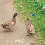 Sinchana Profile Picture