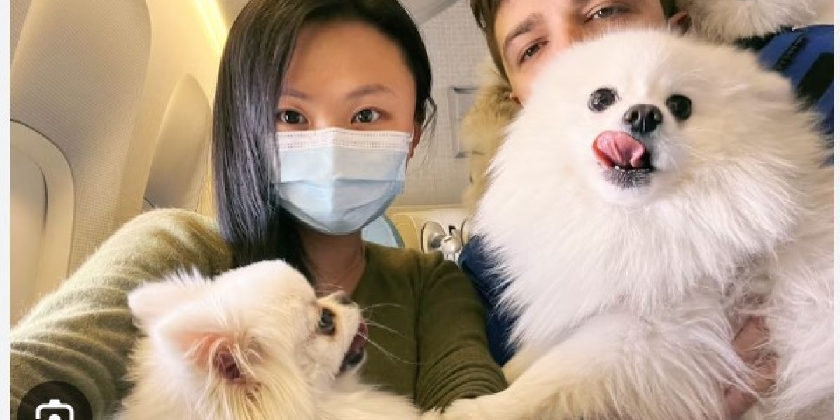 帶貓咪回台灣？貓入境台灣的完整指南