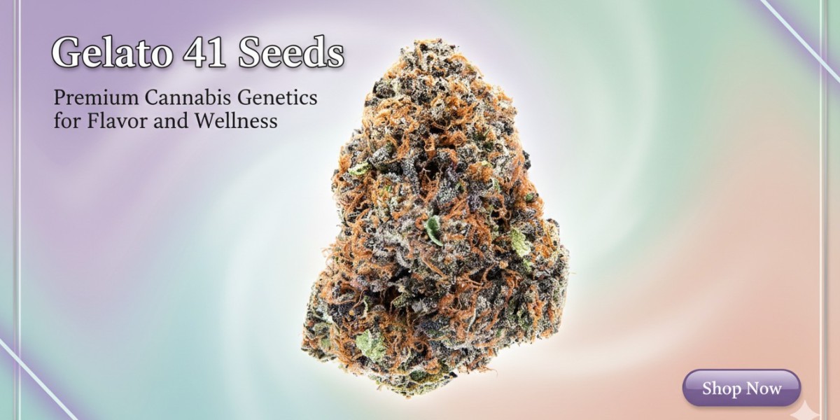 Gelato 41 Seeds: Premium Cannabis Genetics for Flavor and Wellness