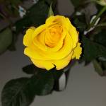 Thivyah Ma profile picture