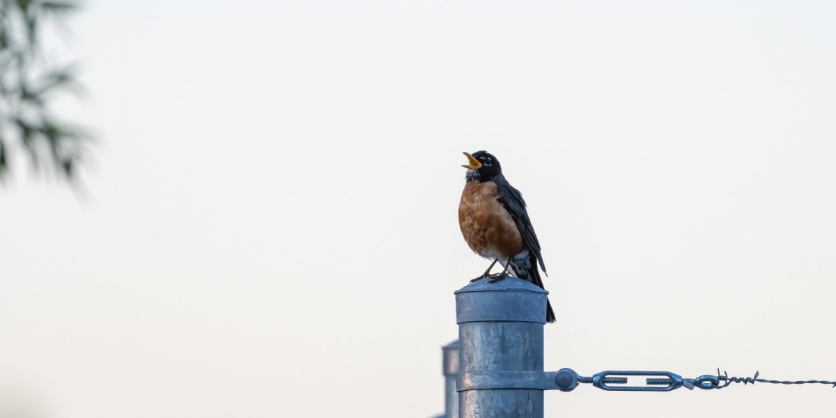 Professional Birds Control in Dubai for Safe and Clean Properties