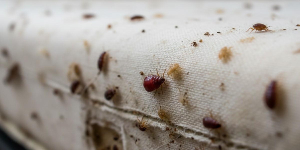 Comprehensive Guide to Bed Bug Treatment: Effective Solutions by Mehfooz Termite